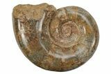 Jurassic Ammonite (Hemilytoceras) Fossil - Madagascar #226718-1